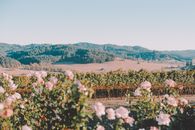 Scenery view of blossoming bushes with gentle flowers against mountain under light sky on summer day in countryside