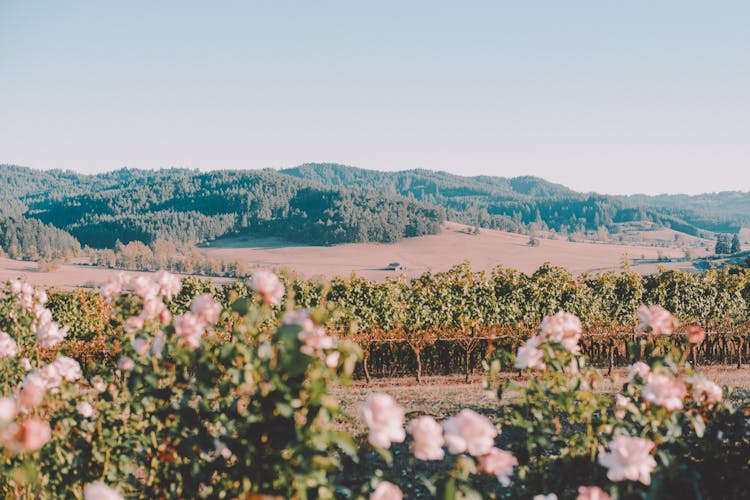 Blooming Shrubs Against Green Mount In Summertime