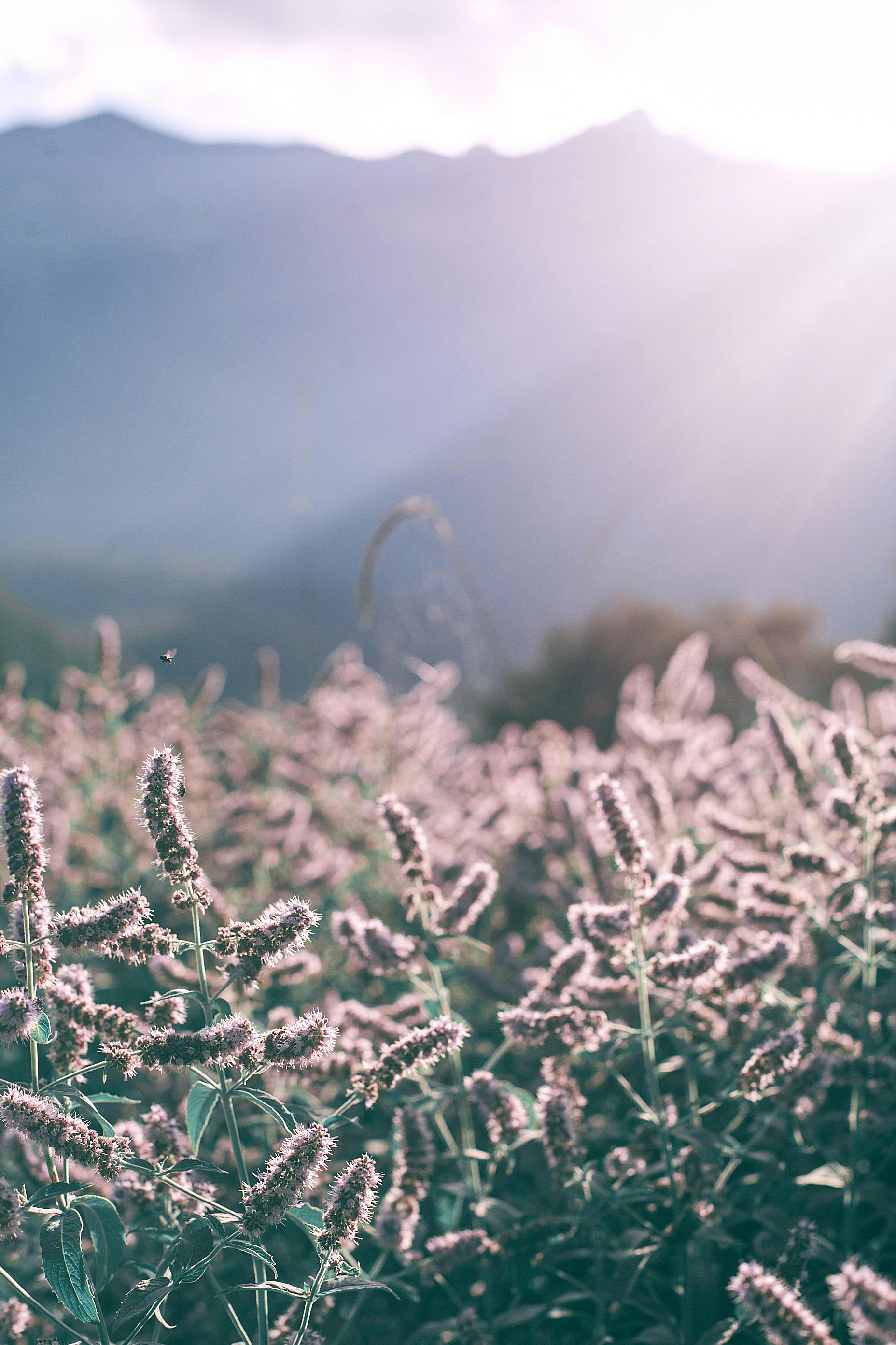 阳光明媚的草地上宁静而风景如画，盛开着植物，背景是连绵的山脉