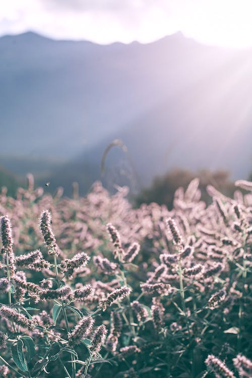 Fotos de stock gratuitas de agricultura, al aire libre, armonía