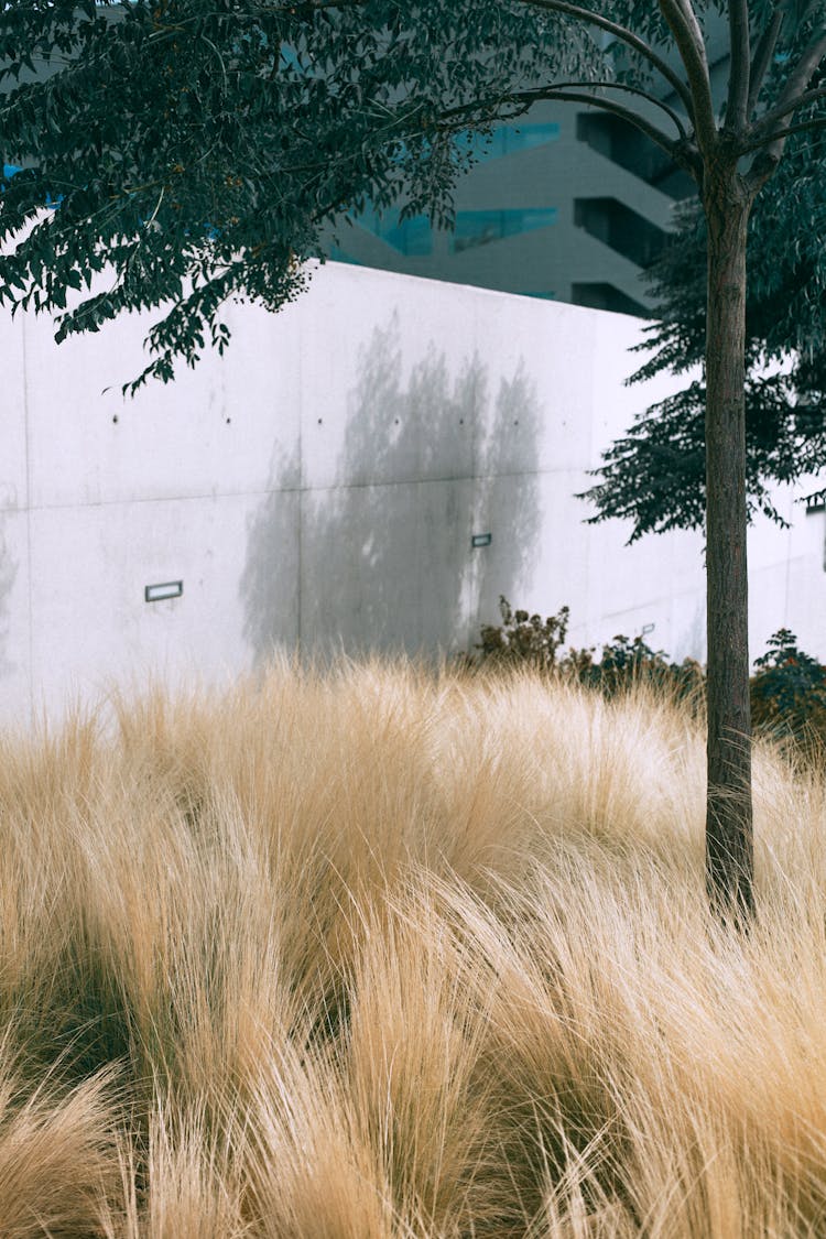 Big Modern Building Separated With Green Tree And Grass By Cement Wall