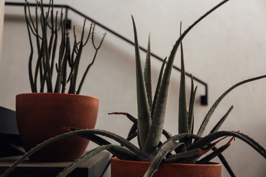 Dark green aveloz and aloe with long leaves in brown flowerpots in bright room with white walls