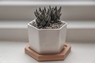 Haworthiopsis fasciata in pot on support