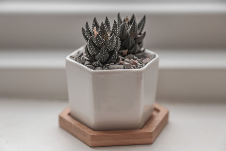 A Zebra Plant (Haworthiopsis fasciata) in a minimalist white ceramic pot - low light succulents A Zebra Plant (Haworthiopsis fasciata) in a minimalist white ceramic pot - low light succulents