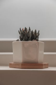白色花盆里的小株深绿色条纹拟花菊，放在阶梯架子的木制支架上