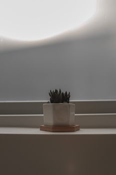 白色罐子里装着一株小型多肉植物，罐子放在极简主义白色架子上，轻轻地点燃