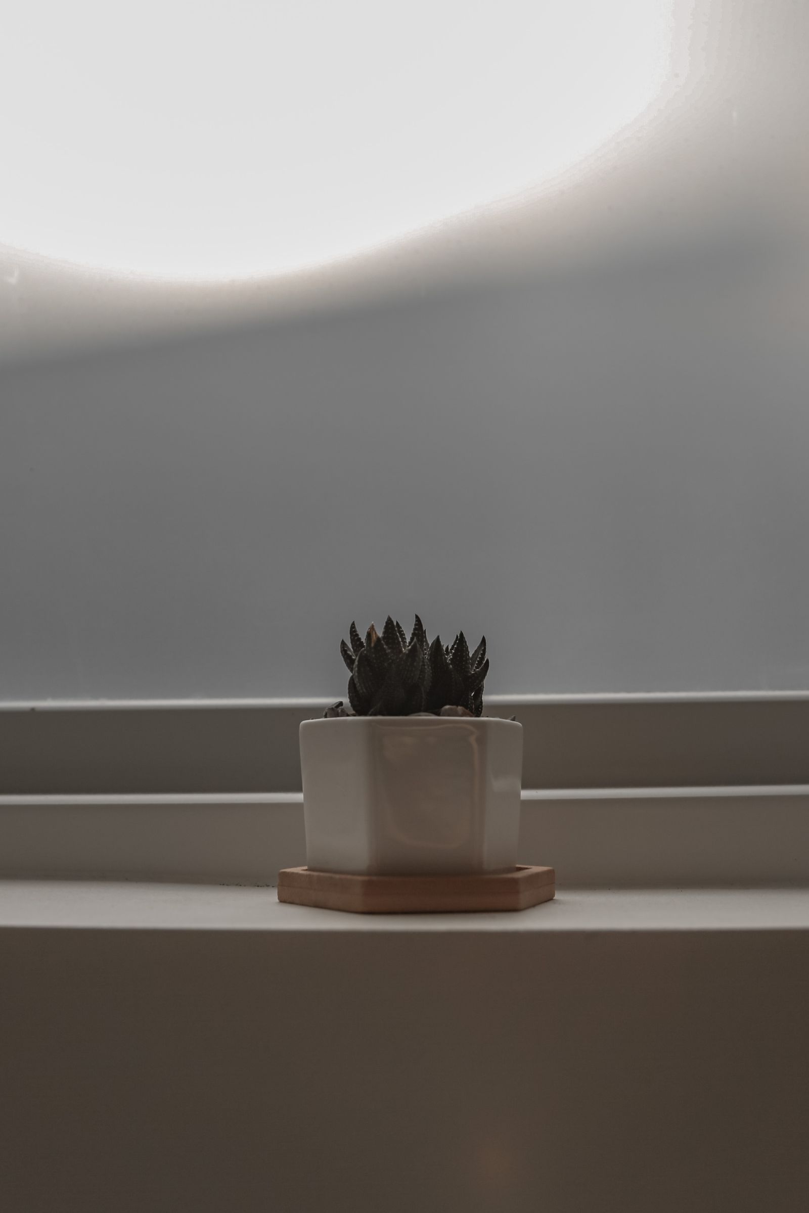 Planta pequena em recipiente branco sobre apoio de madeira perto da janela.