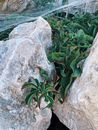 Green leaves and spider web in stones