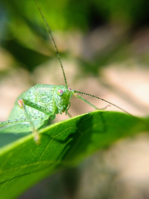 Foto d'estoc gratuïta de animal, antena, fulla