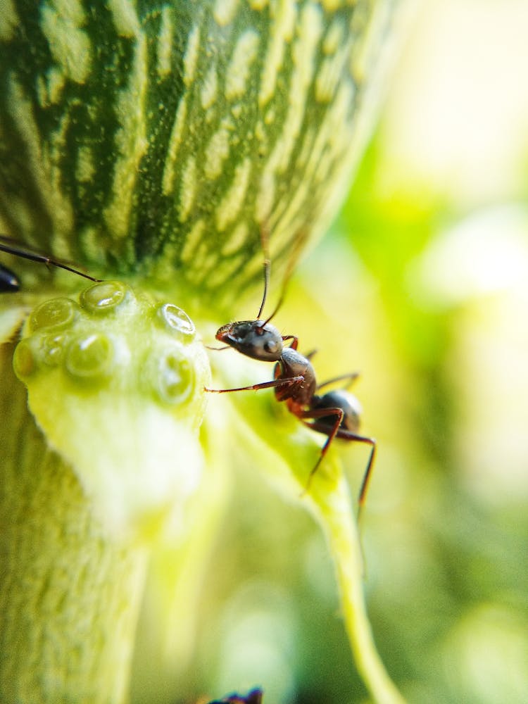 Black Ant On Green Leaf