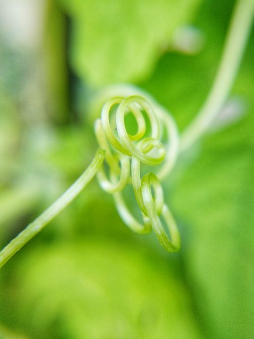 Free Close-up of a vibrant green vine tendril showcasing nature's intricate details. Perfect for botanical studies. Stock Photo