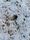 limestone