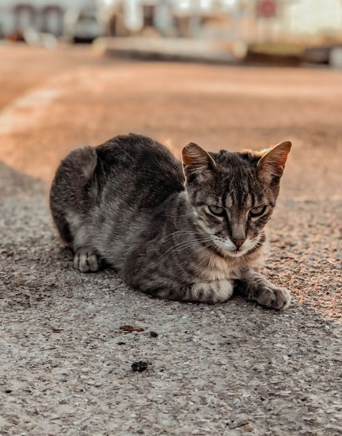 Free A tabby cat rests on sunlit pavement, exuding calm and curiosity in an urban setting. Stock Photo