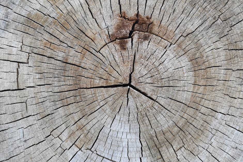 Tree trunk cut hi-res stock photography and images - Alamy