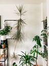 Collection of various green flower plants growing in flowerpots placed near white wall