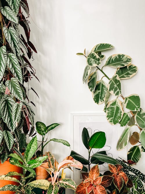 Collection of potted plants at home