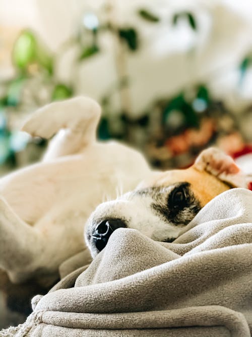 Free Adorable Smooth Fox Terrier lying on back on soft blanket and looking at camera in cozy apartment Stock Photo