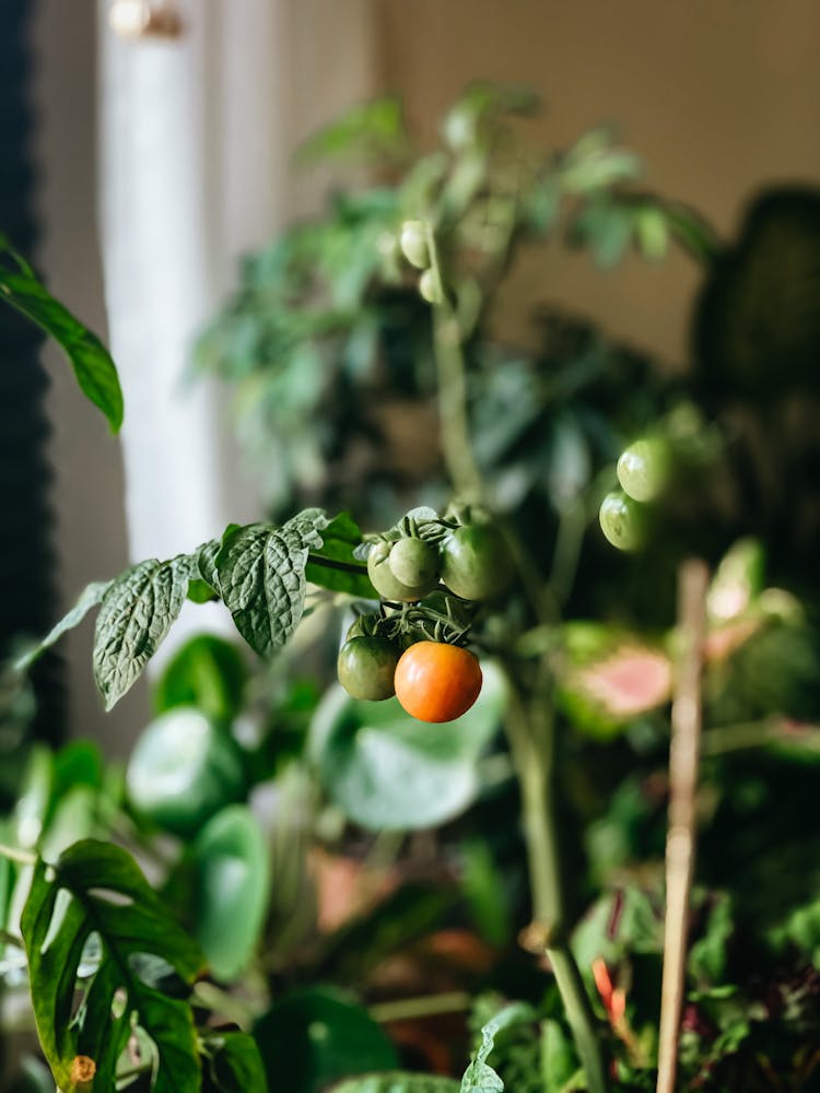 Potted Cherry Tomato Plant With Unripe Berries