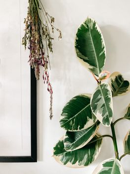 多色橡胶植物叶子的优雅与极简主义的室内装饰相得益彰