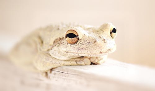 White and Brown Frog in Close Up Photography