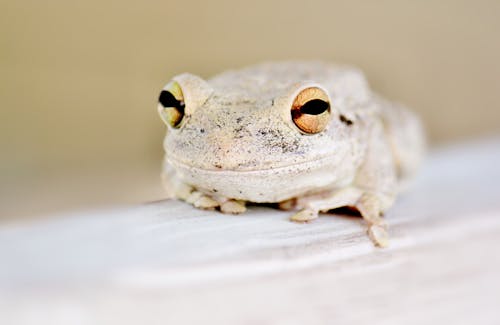 A White Frog with Brown Eyes