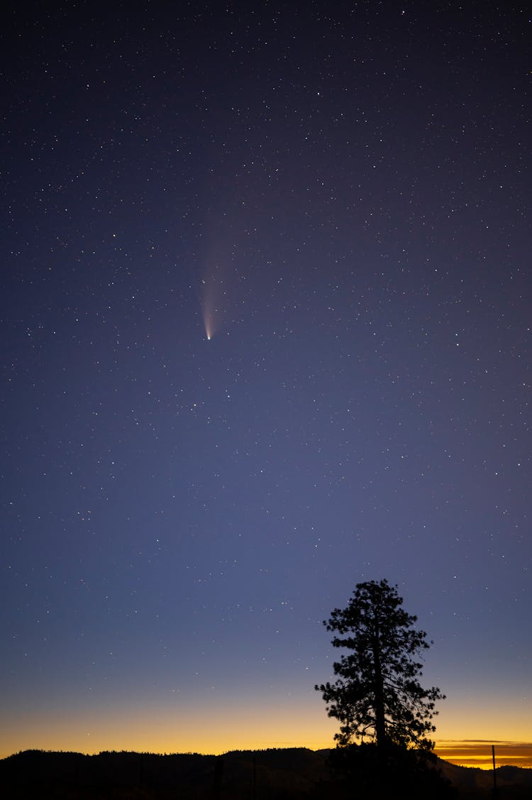 Silhouette Of A Tree In Comet Neowise Night Sky



