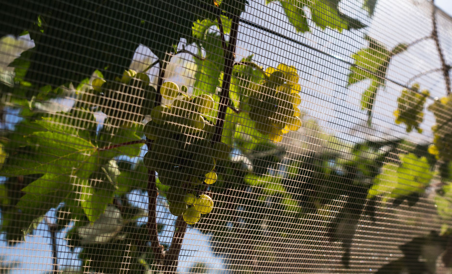 humane garden fruit netting installation UK