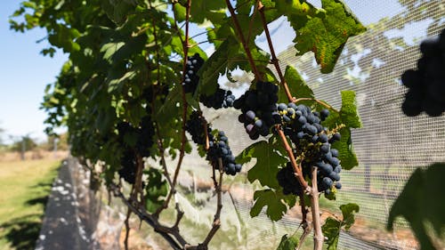 Clusters of Grapes in the Vineyard