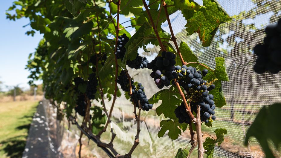 Close-up of ripe black grapes in a sunny vineyard with lush green leaves.