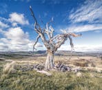 A Leafless Tree on Green Grass Field Under the Sky