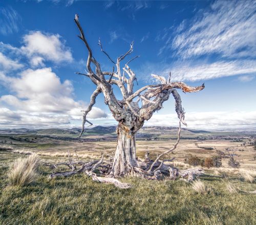 Free A striking image of a leafless tree in the Tasmanian countryside under a bright sky. Stock Photo