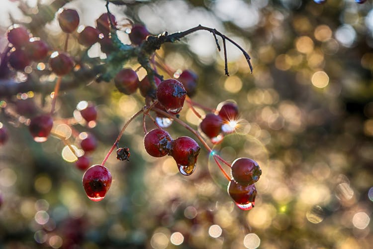 Close-Up Shot Of Hawthorn Berries On The Tree