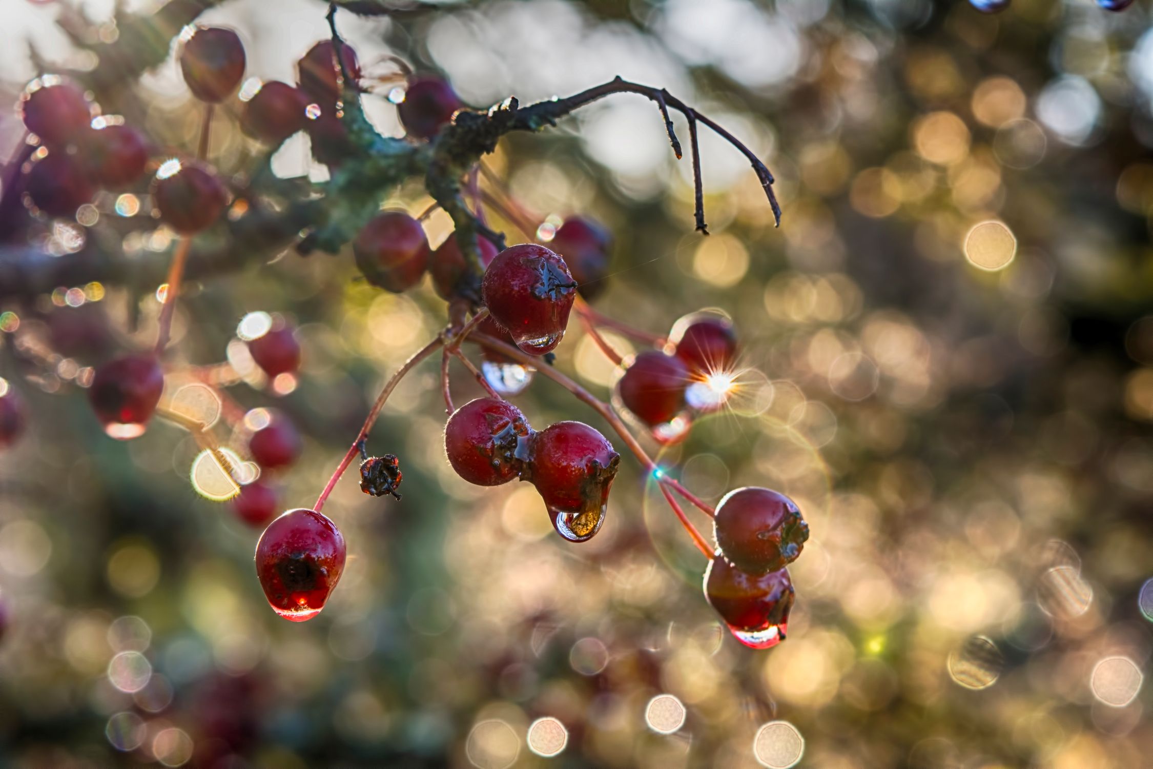 Define Haw Close-Up Shot of Hawthorn Berries on the Tree · Free Stock Photo
