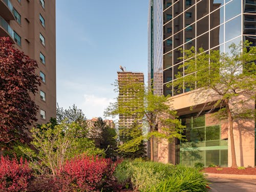  Trees Beside the Modern High Rise Buildings