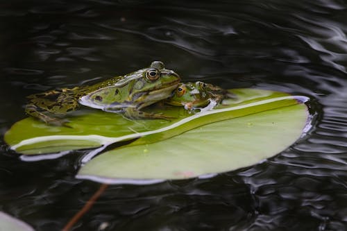 American Bullfrogs on Water Lily Leaf