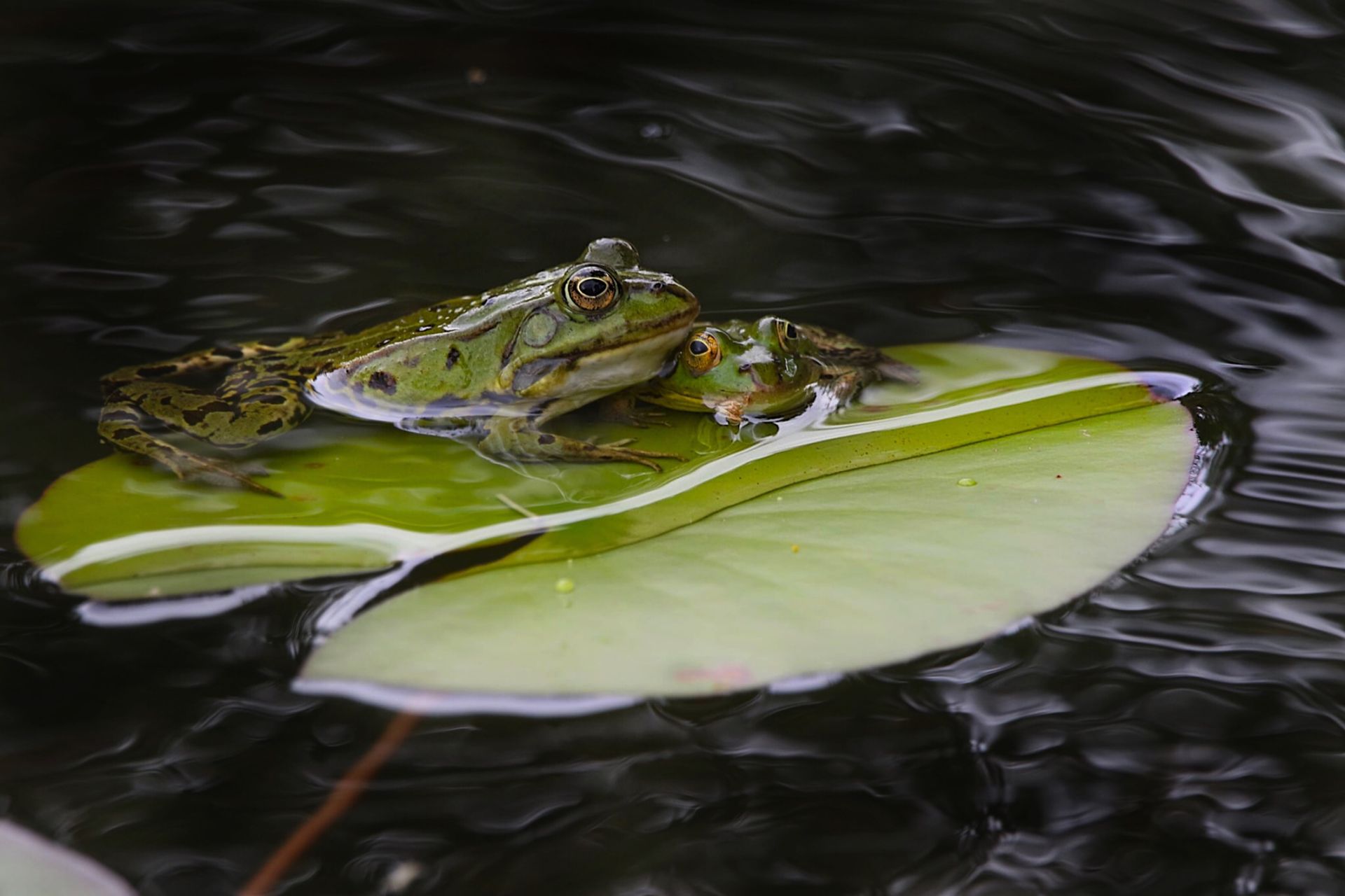 Two frogs resting on a water lily leaf in a serene pond setting.