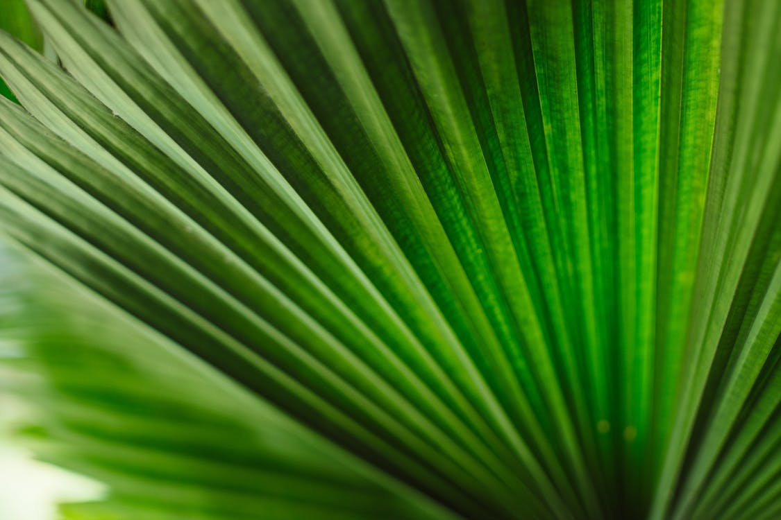 Close-Up Shot of a Palm Leaf
