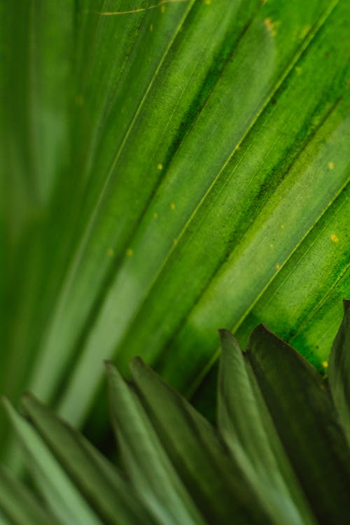 Close-Up Shot of a Palm Leaf