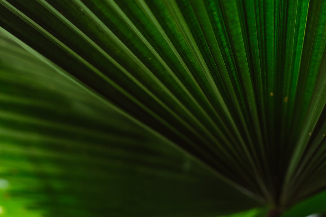 Close-Up Shot of a Palm Leaf