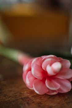A creative close-up of a pink flower with a beautifully blurred background, featuring soft, delicate petals.