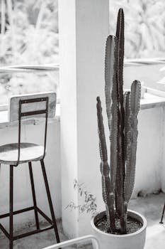 罐子里有一棵高大的仙人掌的灰度图像，放在室内椅子旁边