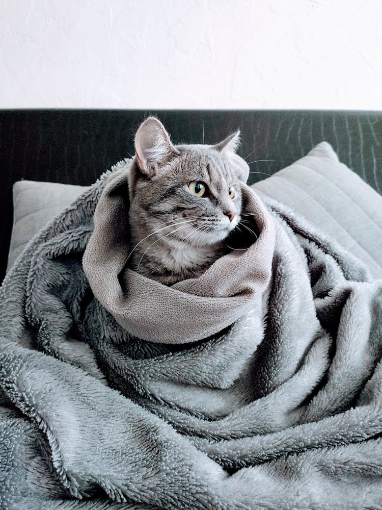 Tabby Cat Covered With Gray Sherpa Blanket