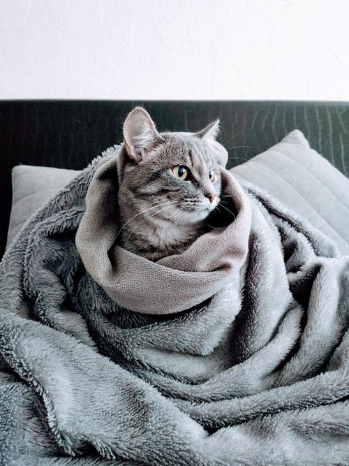 Free Adorable gray tabby cat snugly wrapped in a warm, soft blanket indoors. Stock Photo