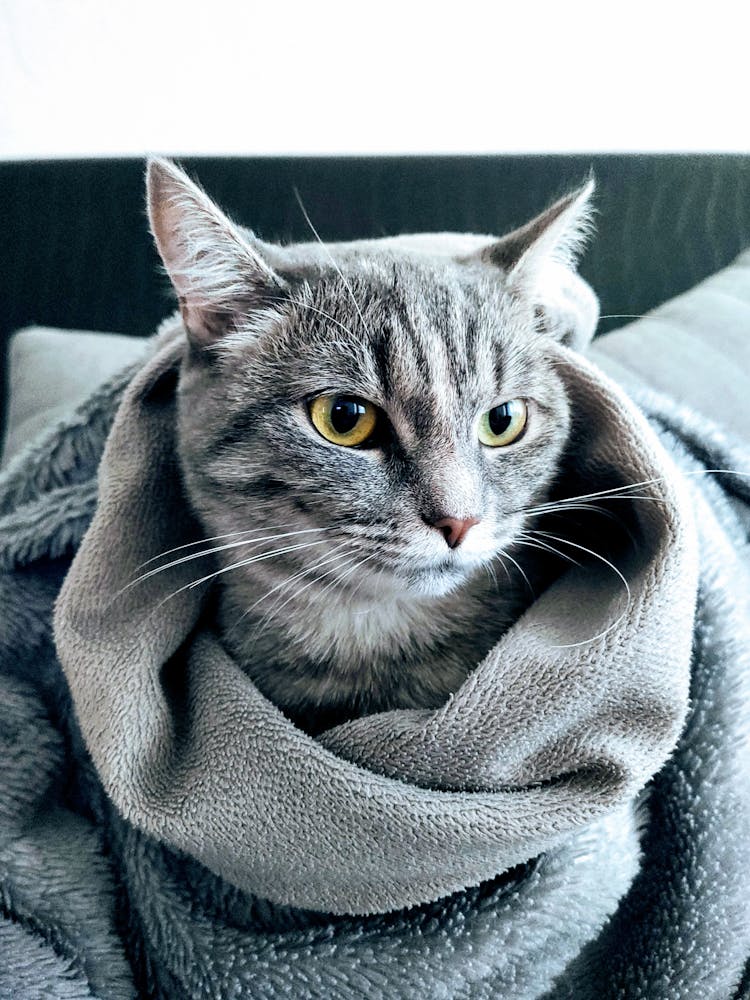 Cat Covered With Sherpa Blanket 