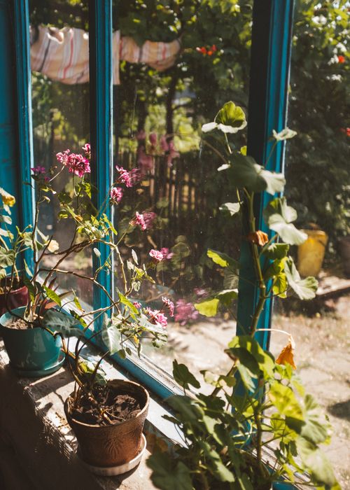 Free Potted plants with pink flowers basking in sunlight on a window sill. Stock Photo