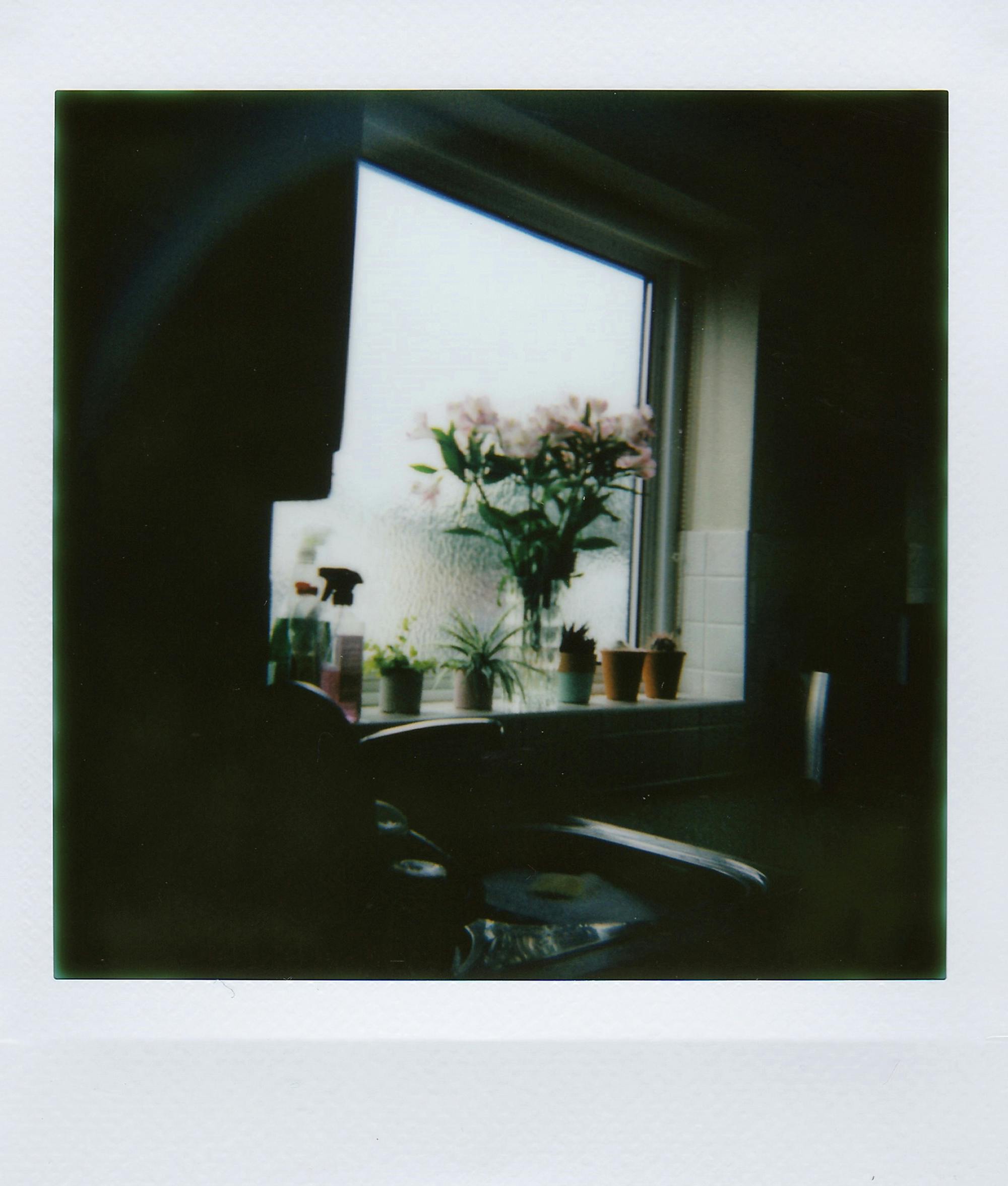 A dark indoor photo of a window sill with potted plants and pink flowers.