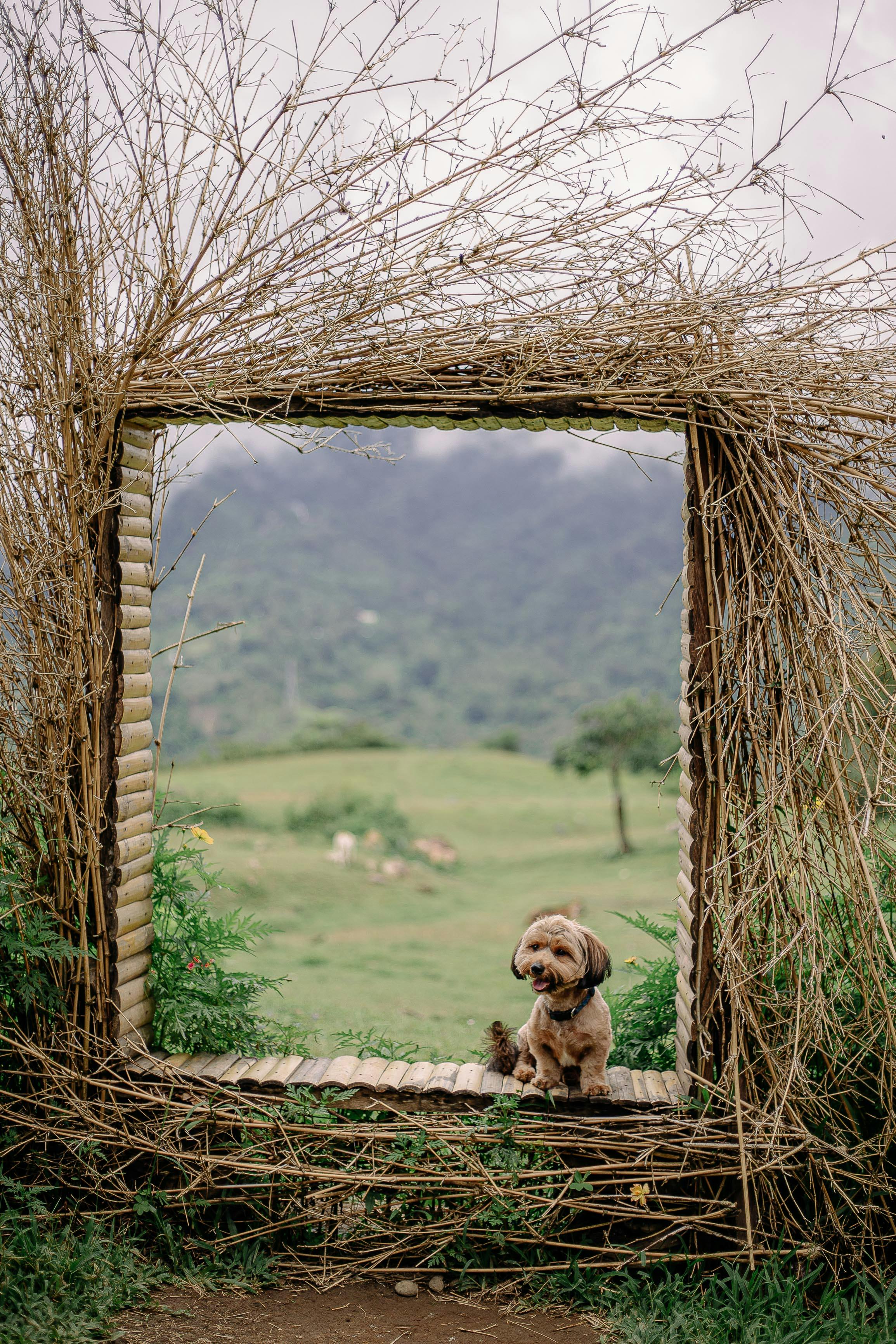 brown dog sitting near the grass field