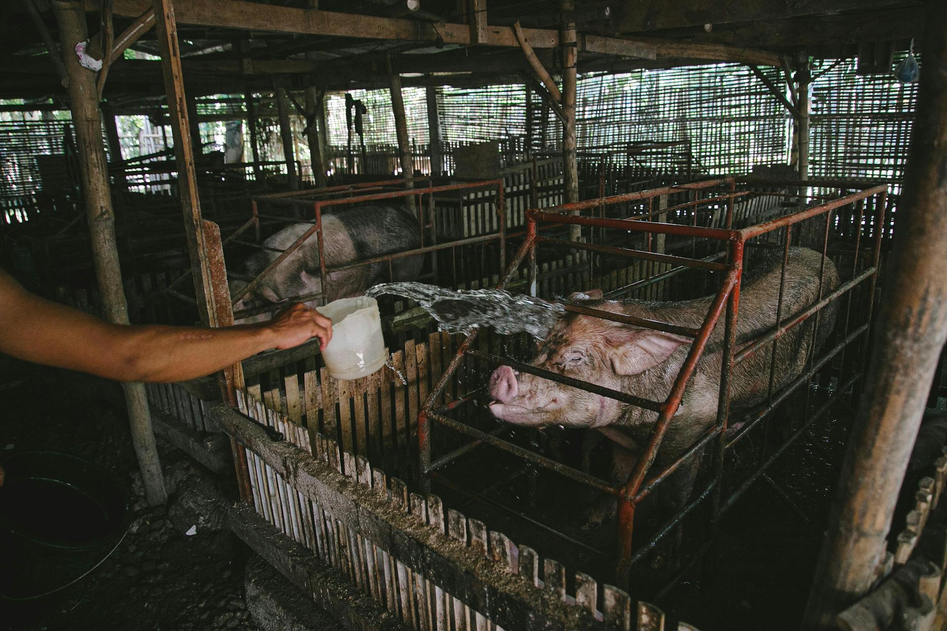 Person Splashing Water on Pig