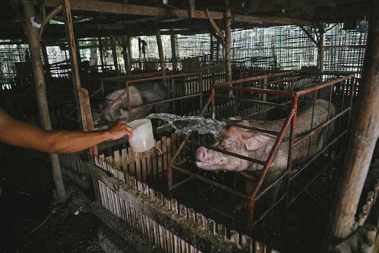 Person Splashing Water On Pig 