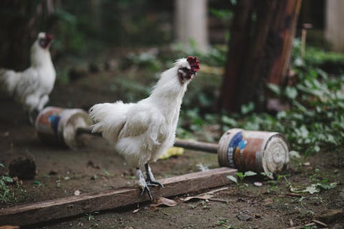 광장, 깃털, 닭의 무료 스톡 사진